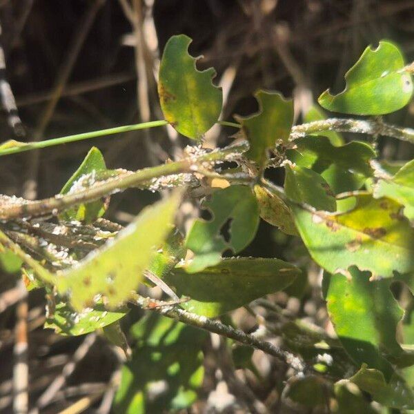 Jasminum fluminense पत्ता