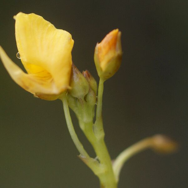 Utricularia foliosa फूल