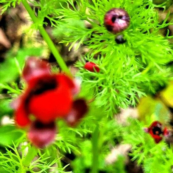 Adonis annua Blad