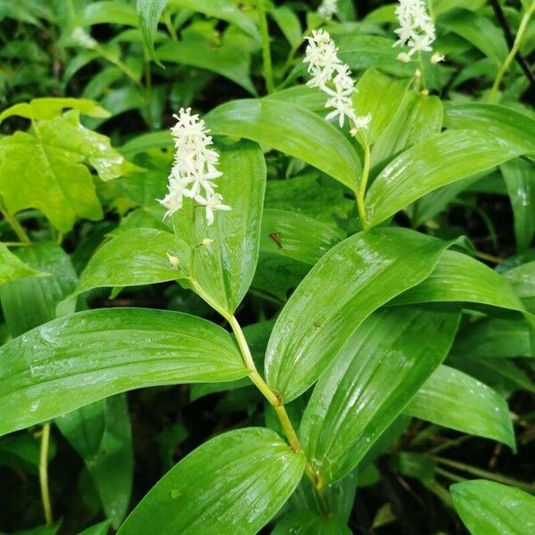 Maianthemum stellatum Цвят