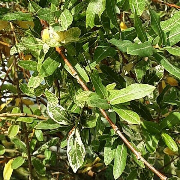 Salix cinerea Blad