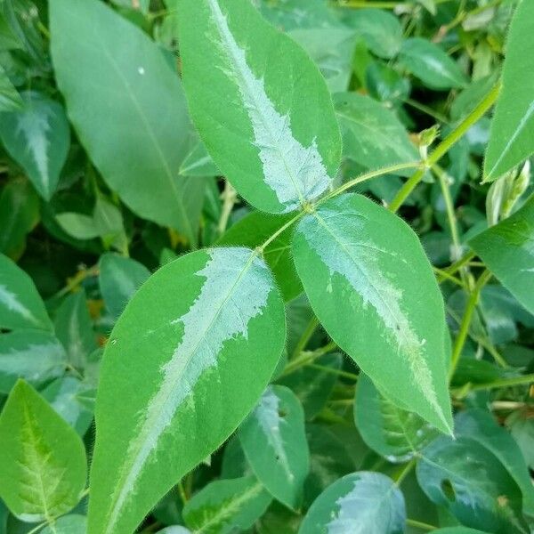 Desmodium uncinatum Лист