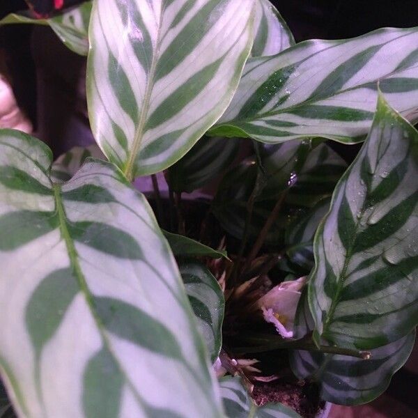 Calathea concinna Blad