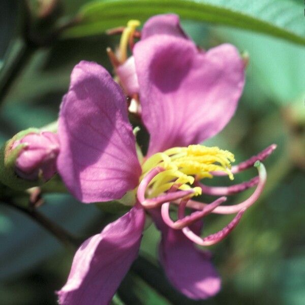 Melastoma malabathricum 花