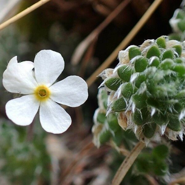 Androsace villosa Blomst