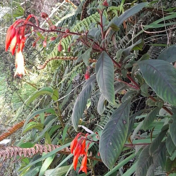 Fuchsia triphylla Habit