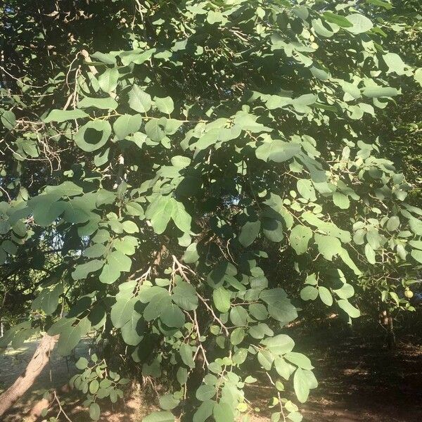 Annona senegalensis Habit