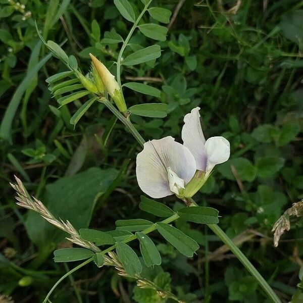 Vicia grandiflora Virág