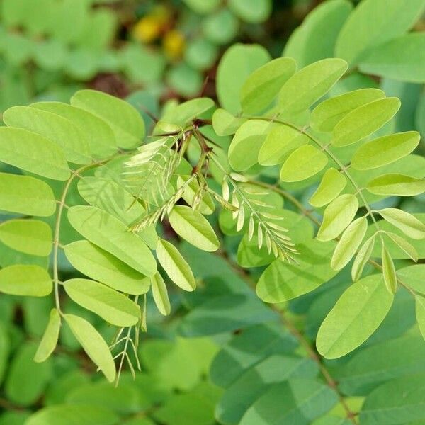 Robinia viscosa Ліст