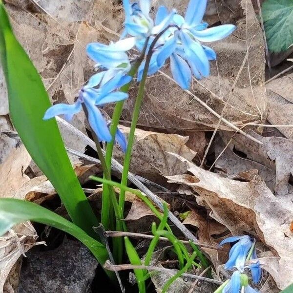 Scilla siberica Çiçek