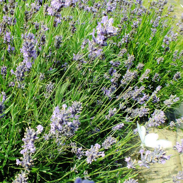 Lavandula angustifolia Habitus