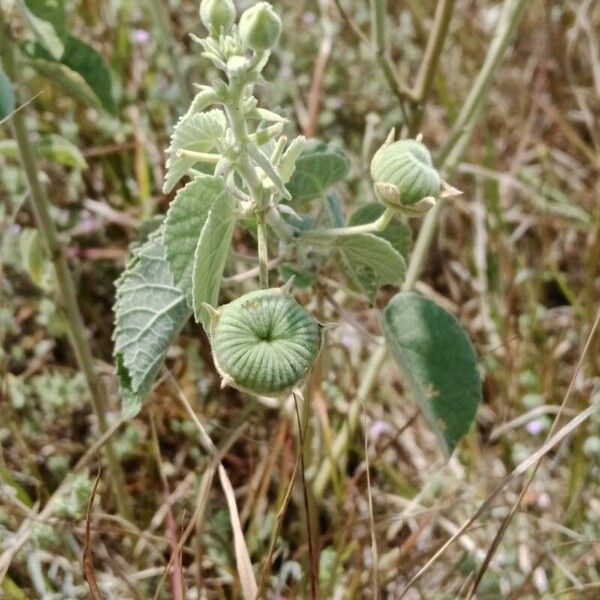 Abutilon pannosum Kvet