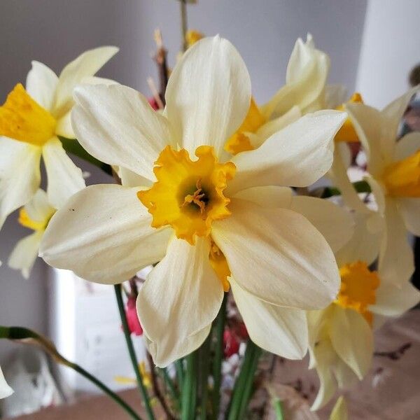 Narcissus tazetta Flower