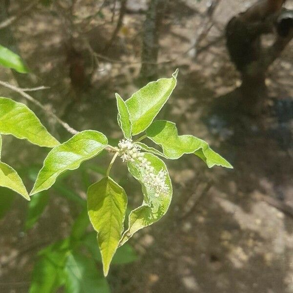 Croton flavens Kwiat