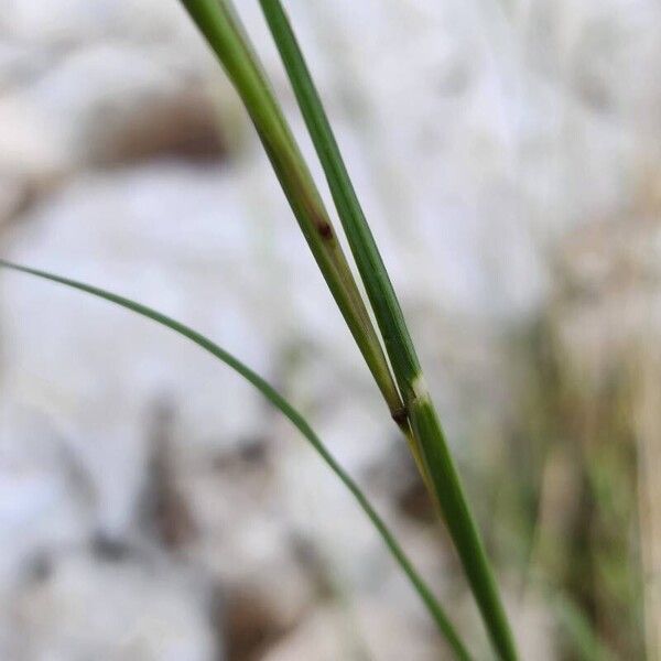 Hyparrhenia hirta Liść