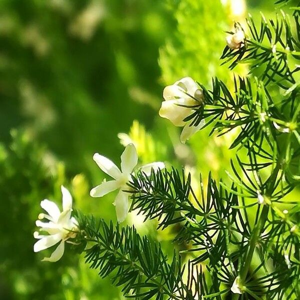 Asparagus setaceus Blomst