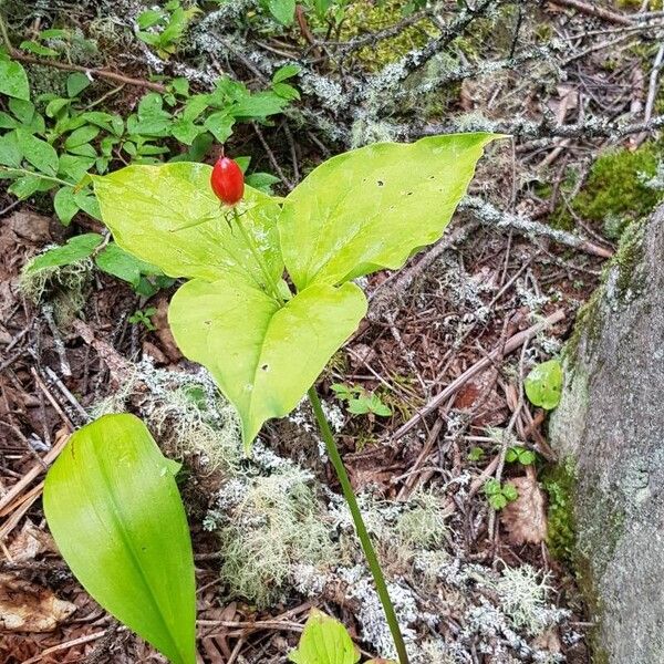 Trillium undulatum ശീലം