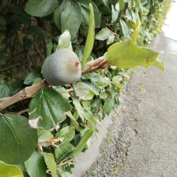 Ficus pumila Leaf