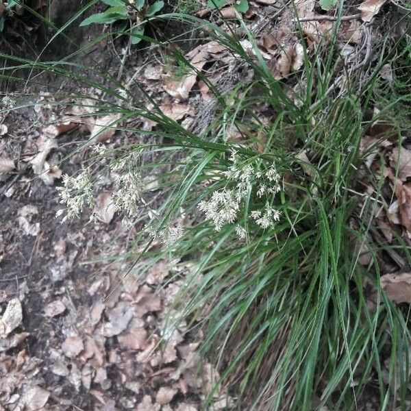 Luzula luzuloides Flower