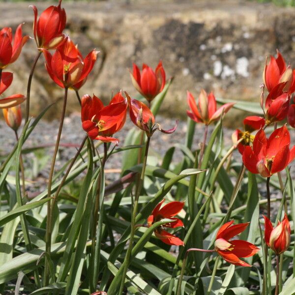 Tulipa orphanidea Flower