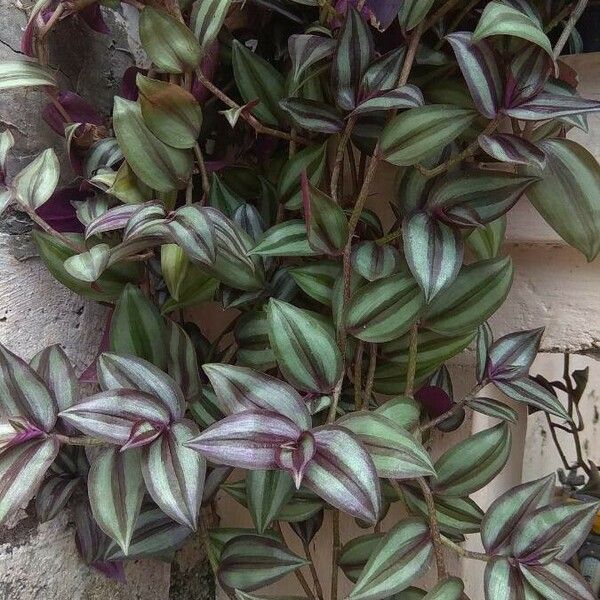 Tradescantia zebrina Blad