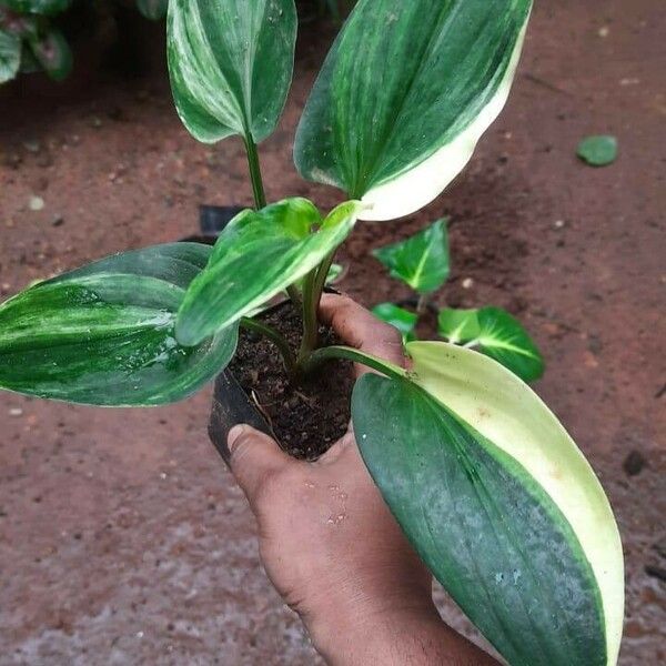 Drimiopsis maculata Leaf