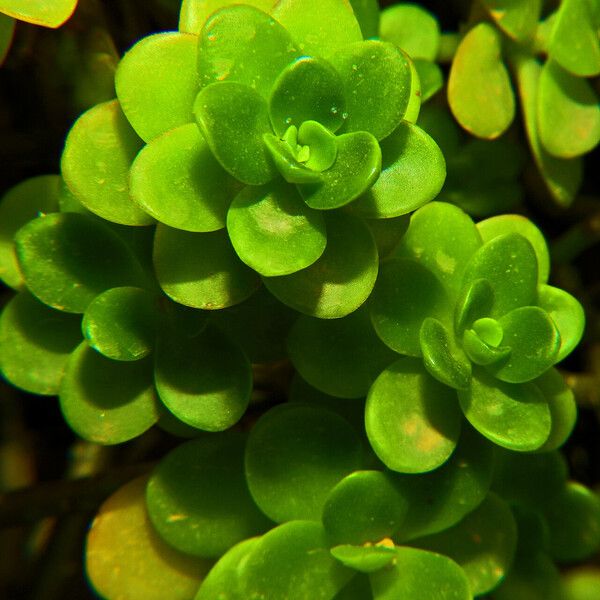 Sedum kimnachii पत्ता