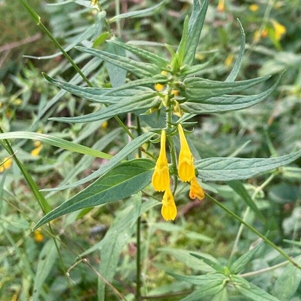 Melampyrum sylvaticum Blad