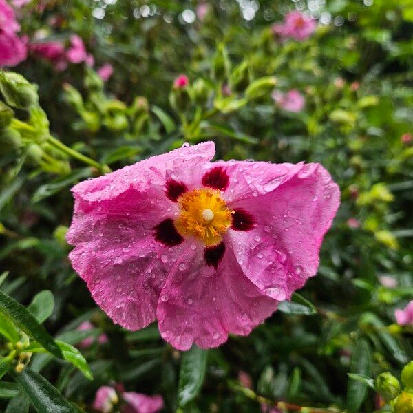 Cistus x purpureus Floare