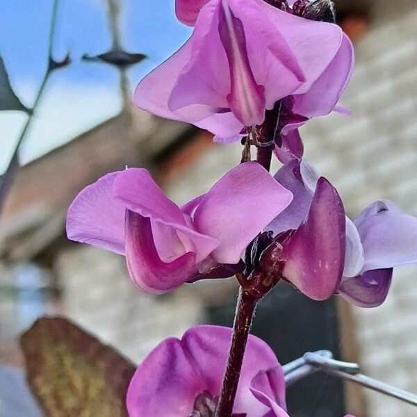 Lablab purpureus Blomst