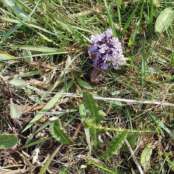 Ajuga pyramidalis Flor