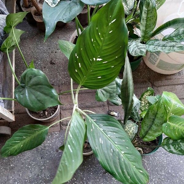 Dieffenbachia oerstedii Leaf