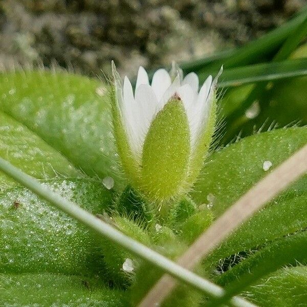 Cerastium semidecandrum Blomma