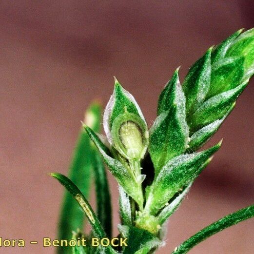 Corispermum pallasii Other