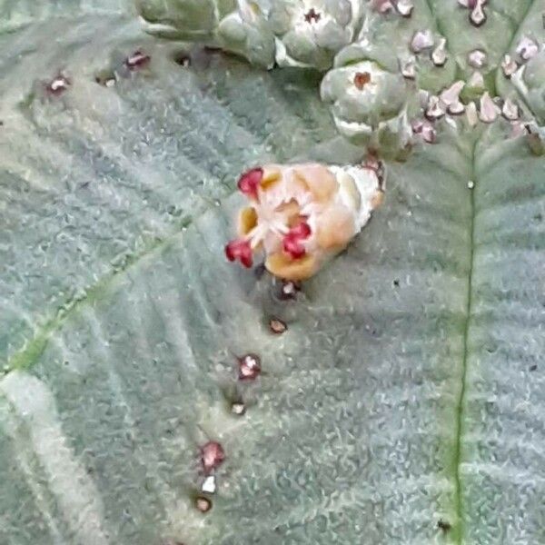 Euphorbia obesa 花