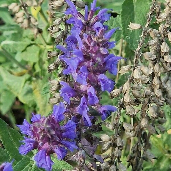 Salvia nemorosa 花