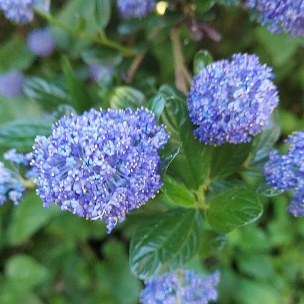 Ceanothus thyrsiflorus Кветка