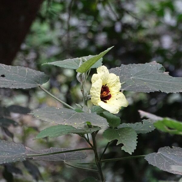 Hibiscus calyphyllus Blomst