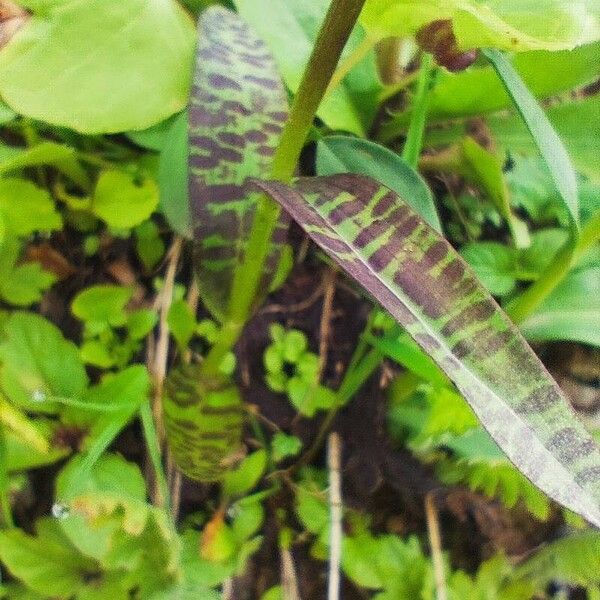 Dactylorhiza majalis Folha