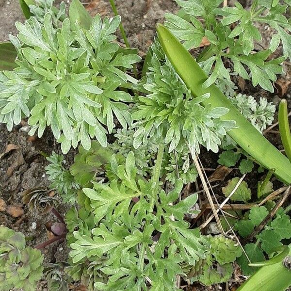 Artemisia absinthium Лист