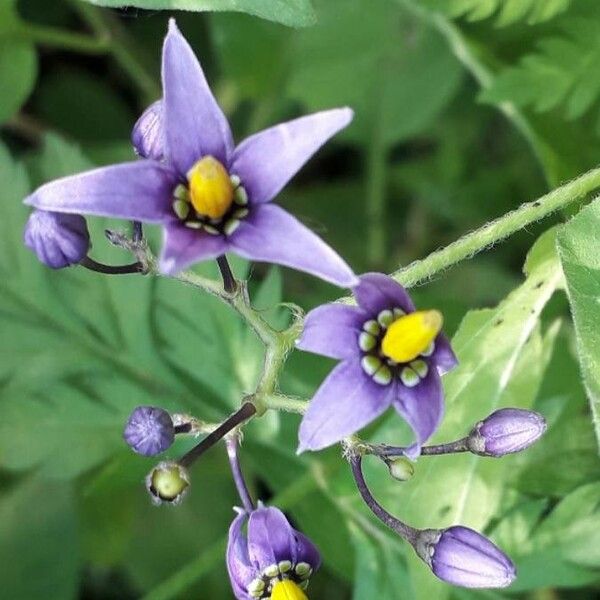 Solanum dulcamara Flower