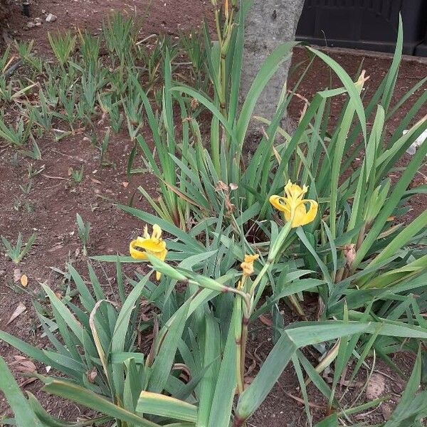 Iris pseudacorus موطن