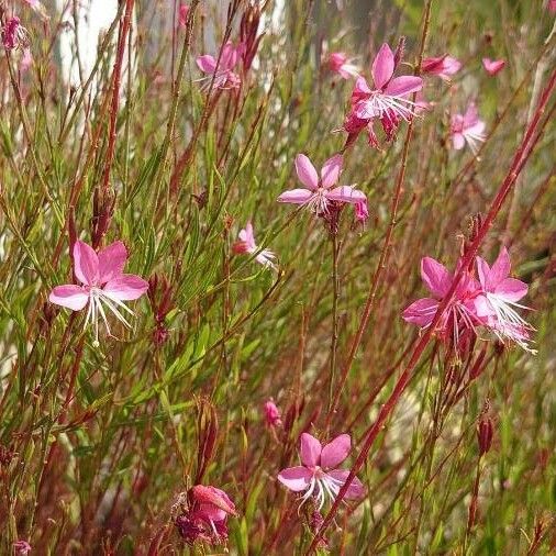 Oenothera lindheimeri 花