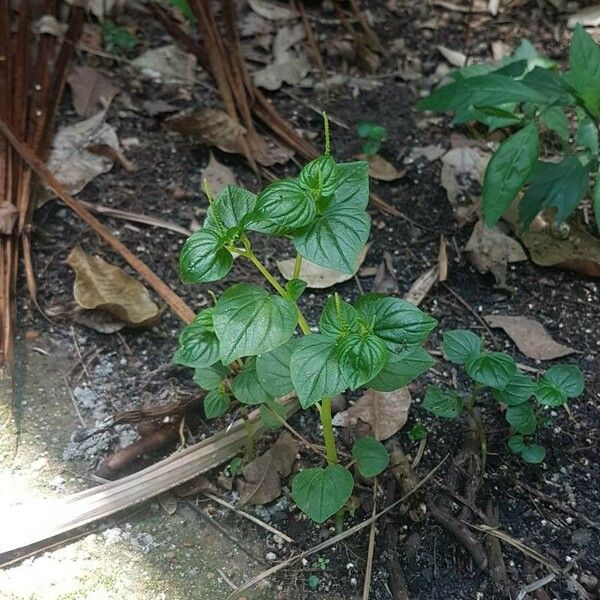 Peperomia pellucida Лист