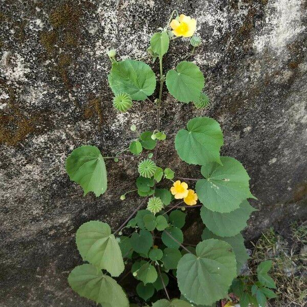 Abutilon indicum Alkat (teljes növény)