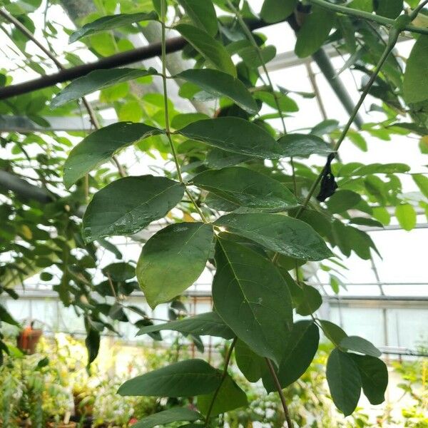 Spathodea campanulata Leaf