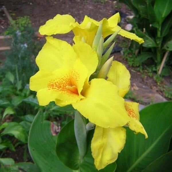 Canna × hybrida പുഷ്പം