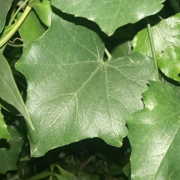 Coccinia grandis Blad