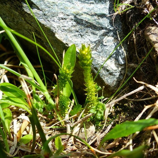 Selaginella selaginoides Flor