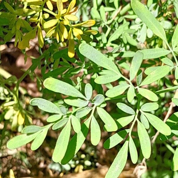 Ruta chalepensis Blad